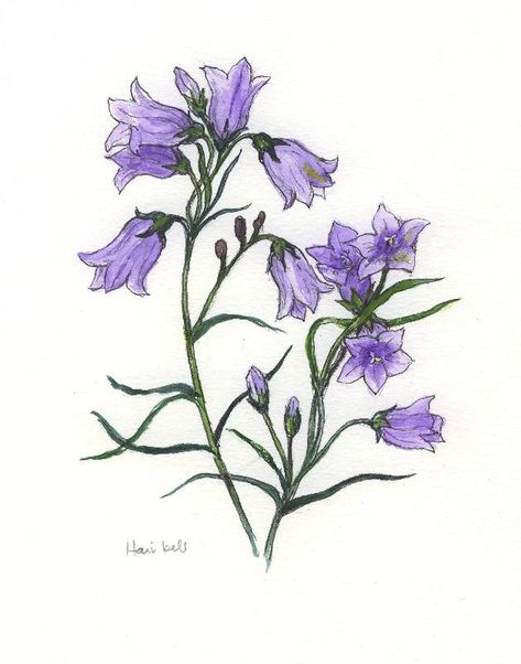 Jocelyn's Flowers Page 2 Harebell Drawing, Jacaranda Flower Tattoo, Jacaranda Tattoo, Bluebells Drawing, Campanula Flowers Drawing, Jacaranda Flower Drawing, Blue Bell Flowers Drawing, Jacaranda Flower Illustration, Bluebell Botanical Illustration