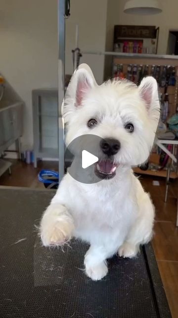 🐾 Westie ❤ on Instagram: "5 secrets to the cutest Westie puppy haircut! 🐶✂️✨ 
.
.📸 Source : Tiktok: sami_westievibes
All credit are reserved for their respective Owners
.
Pls DM for Credit or Remove.
.----------------
.
.
#irishterrier#terriermix#dogmodel#ilovemydogs#bedlingtonterrier#modeldog#westiemania#westietude#whwt" Westy Dogs, Westie Haircut, Westies Puppies, Funny Westies, Westie Puppies For Sale, Wire Fox Terrier Puppies, Fox Terrier Puppy, Puppy Haircut, Westie Puppies