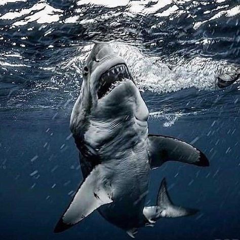 36 Awesome Pics You Don't Want to Miss - Funny Gallery Aesthetic Shark Wallpaper, Shark Mindset, Ocean Fish Tattoo, Shark Aesthetics, Aesthetic Shark, Shark Wallpaper, Lemon Shark, Shark Silhouette, Shark Photos