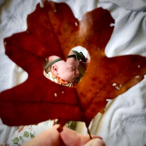 #babygirl #babyphotography #babyphotoshootideas #fallphotoshoot #babyhalloweencostumes #babyhalloweenphotos # #halloween #cutebaby #fallbabyphoto #babyphotoshootideas #fallleaves Pumpkin And Baby Photos, Infant Fall Photoshoot At Home, 4 Month Old Baby Photoshoot Fall, Fall Photoshoot With Newborn, Fall Photo Shoot Ideas For Babies, Fall Baby Shoot Ideas, Newborn Halloween Photoshoot At Home, Fall Photoshoot Babygirl, Infant Fall Pictures