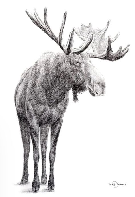 Moose Illustration, Art Sketches Pencil, Woodland Animal, Charcoal Drawing, Sketch Art, Stitching Art, Watercolor Animals, White Ink, Woodland Animals