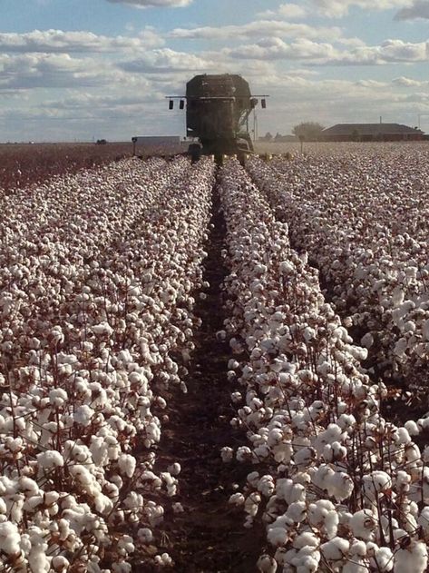 Picking Cotton - Harvest - Farming Cotton Field Pictures, Cotton Picking, Cotton Spinning, Field Pictures, Lubbock Texas, Texas Ranch, Cotton Fields, Southern Life, Country Lifestyle