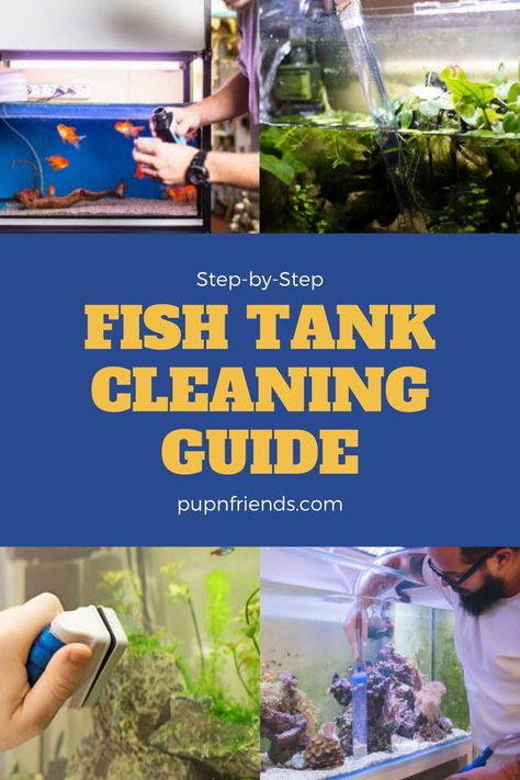 Aquarium Themes Tanks, Planted Betta Tank Aquascaping, Simple Aquarium Ideas, Goldfish Tank Ideas, Plants In Aquarium, Self Cleaning Fish Tank, Planted Betta Tank, Aquascaping Ideas, Aquarium Diy