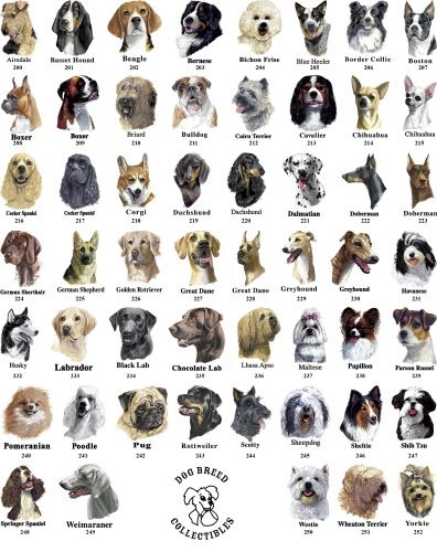 Small Cat Breeds, Dog Breeds Chart, Aggressive Dog Breeds, Cat Breeds Chart, Marshmallow Fudge, Most Beautiful Dog Breeds, Dog Breed Names, Beautiful Dog Breeds, Dog Breeds List