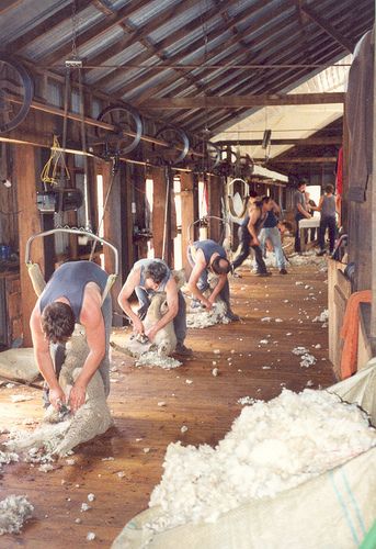 Explore Miekie D's photos on Flickr. Miekie D has uploaded 328 photos to Flickr. Farming House, Australian Country Houses, Shearing Sheep, Shearing Shed, Ranch Girl, Montana Ranch, Sheep Shearing, Outback Australia, Island Home