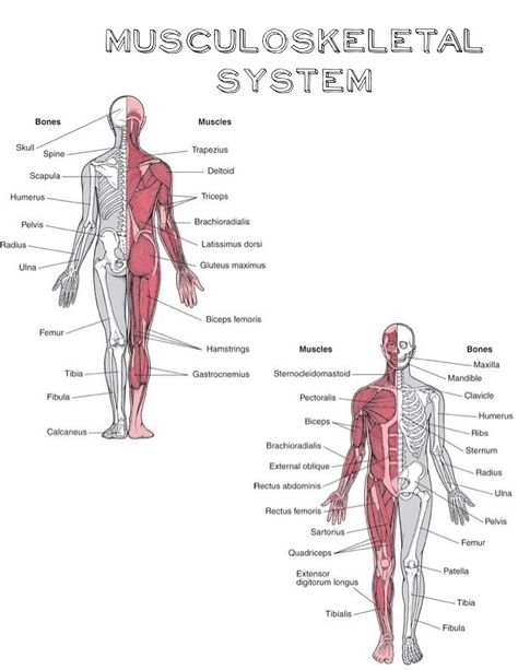 Musculoskeletal system Musculoskeletal System Anatomy, Musculoskeletal System Projects, Muscleskeletal System, Musculoskeletal System Notes, Muscoskeletal System, Pharmacy Technician Study, Skeleton System, Nursing School Studying Cheat Sheets, Human Body Projects