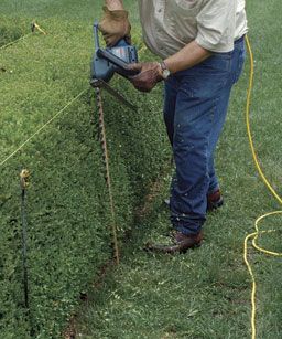 Trimming Hedges, Garden Hedges, Topiary Garden, Fine Gardening, Garden Maintenance, Formal Gardens, Garden Edging, Chelsea Flower Show, House Landscape