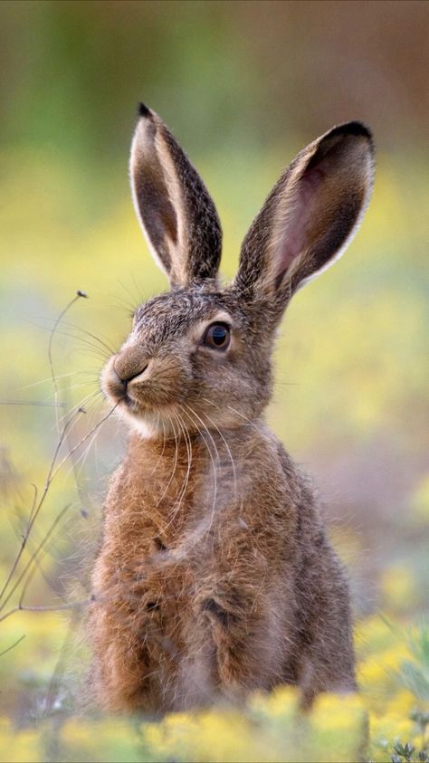 Hare Pictures, Bunny Poster, Rabbit Life, Bunny Painting, Jack Rabbit, Arte Animal, Woodland Creatures, Animal Photo, Nature Animals