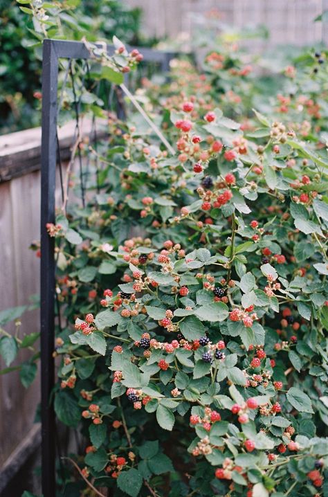 Blackberry Raised Bed, Blackberry Plants Trellis, Growing Blackberries Trellis, Blackberry Bush Trellis, Blackberry Fence, Raspberry Garden Ideas, Planting Blackberries, Blackberry Garden, Rooted Garden