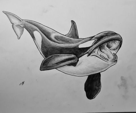 #orca #killerwhale #dolphin #animalart #animaldrawing #animalartist #drawing #seamammal #seaanimals #seacreatures #art #artist Whales Drawing, Whale Sketch, Orca Art, Whale Drawing, Dolphins Tattoo, Saved Tattoo, Orca Whale, Impressionist Artists, Killer Whale