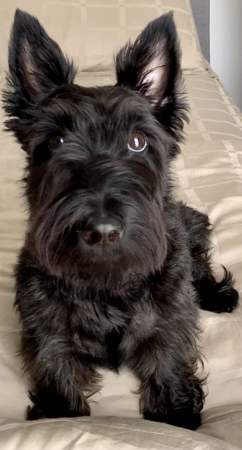 White Scottish Terrier, Black Terrier, Scottie Puppies, Scottish Terrier Puppy, Scottie Terrier, Scottish Terriers, Scottie Dogs, Dog Rocks, Pomeranian Puppy