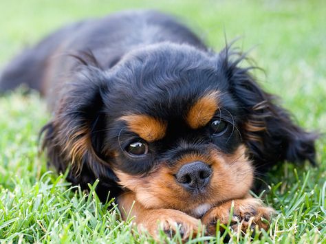 Cavalier Spaniel Puppy, Cavalier King Charles Dog, King Charles Dog, English Toy Spaniel, Cavalier Spaniel, King Charles Cavalier Spaniel Puppy, King Charles Cavalier, Spaniel Puppies, Spaniel Dog