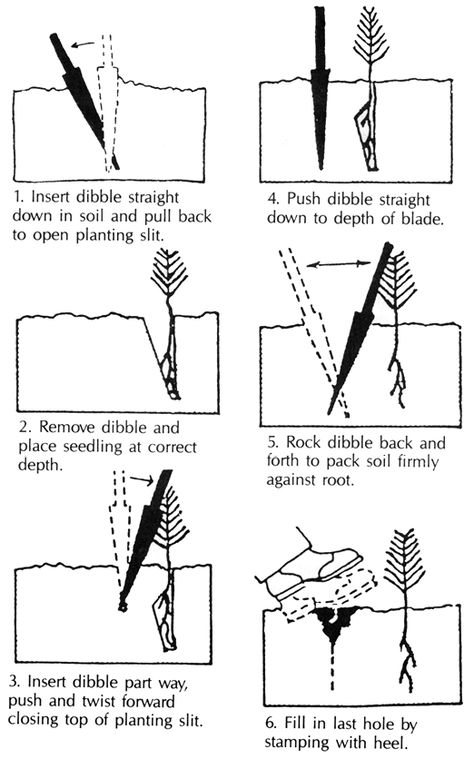 This image shows the 6 steps of the dibble planting technique. Lesson Plan Examples, Farm Implements, Plant Maintenance, Planting Trees, Southern Pine, Architecture Inspiration, Flow Chart, Lesson Plan, Food Waste