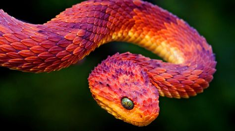 Rare Red Phase Bush Viper - Venomous #snakes African Bush Viper, Snake Photos, Viper Snake, Colorful Snakes, Pretty Snakes, Beautiful Snakes, Rare Animals, Colorful Animals, Reptiles And Amphibians