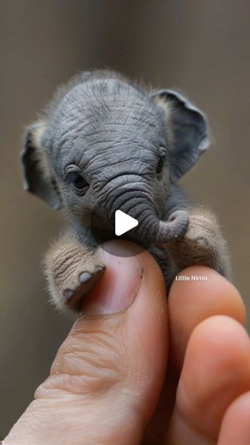 𝗟𝗶𝘁𝘁𝗹𝗲 𝗡𝗶𝗺𝗼 ✨ on Instagram: "Little Creature 🐘 ❤️🥰
 
Visit 🫠❤️���🔗: www.LittleNimoAi.com
 
 ❤️📸: @little.nimo @nimo_ai_art 💫

#cuteanimals #cute #nimo_ai_art #digitalart #disney" Disney Cuties, Elephant Pictures, Exotic Animals, Baby Monkey, Cute Elephant, Small Animals, July 31