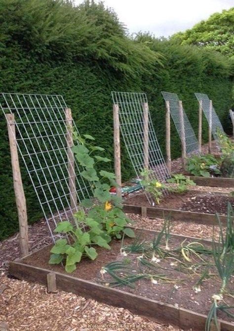 Plantarea Legumelor, Small Vegetable Gardens, Vegetable Garden For Beginners, Plants Growing, Diy Raised Garden, Backyard Vegetable Gardens, Walled Garden, Veg Garden, Have Inspiration