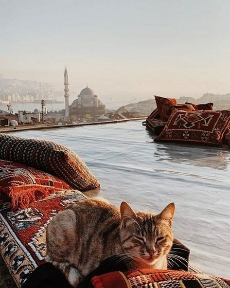 Istanbul Travel Guide, Istanbul City, Cat Obsession, Cat City, Istanbul Travel, Cat Photos, Hagia Sophia, Cute Animals Images, Stray Cat