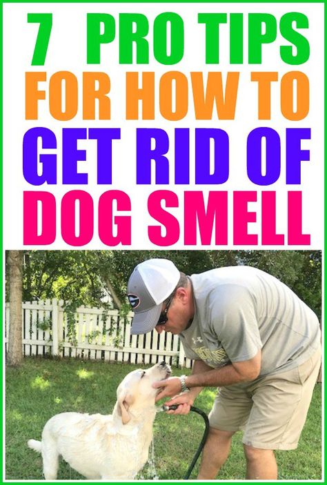 How to get rid of dog smell in your home. | pet smell neutralizer | dog smell | pet smell | Dog Pee Smell, Pee Smell, Pet Smell, Dog Smells, Wet Dog, Dog Pee, Dog Odor, Dog Info, Dog Hacks