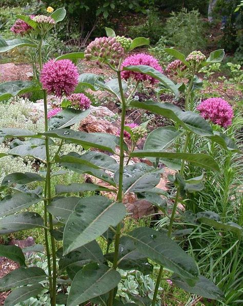 Native Missouri Milkweeds for Monarchs Native Plant Landscape, Asclepias Tuberosa, Native Plant Gardening, Missouri Botanical Garden, Grasses Garden, Wildflower Garden, Native Garden, Herbaceous Perennials, Growing Seeds