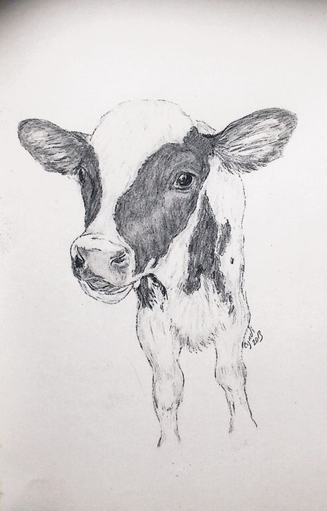 Farm Sketches Pencil, Cow Pencil Drawings, Cow Drawing Pencil, Cow Sketch Easy, Farm Animal Sketches, Farm Animal Drawings, Cows Drawing, Calf Drawing, Farm Sketch