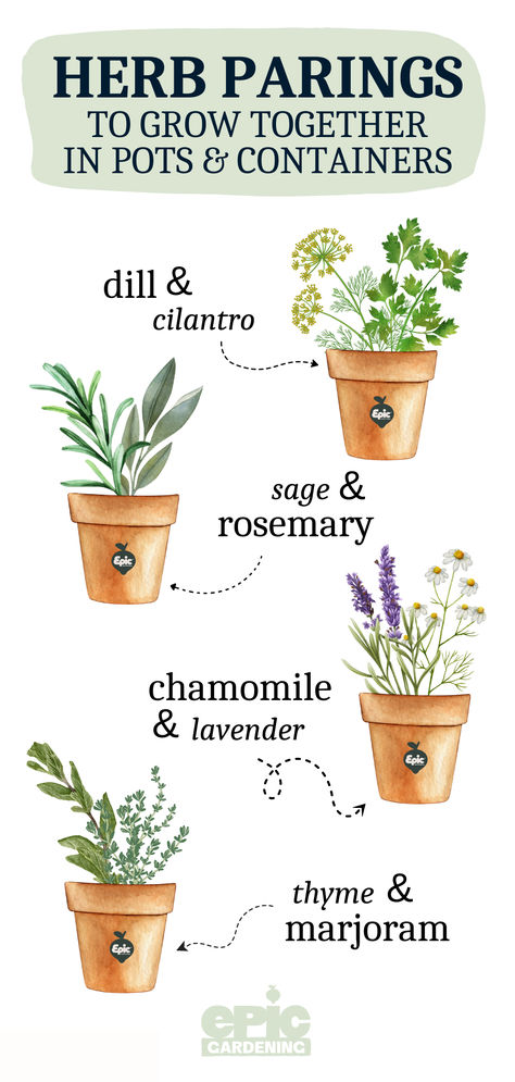 An infographic of different herbs that are paired together in pots Concrete Herb Garden, Small Kitchen Herb Garden Ideas, Herb Jars Aesthetic, Kitchen Garden Ideas Outdoor, Herb Gardens In Pots, How To Grow Lemongrass In A Pot, Herb Garden In A Pot, Potted Herbs Outdoor, Diy Pot Garden