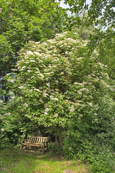 Elderberry Landscaping, Elderflower Tree, Elderflower Plant, Elderflower Aesthetic, Elder Flower, Wild Elderberry Bush, Elderberry Tree, Elderflower Champagne, Elderberry Bush