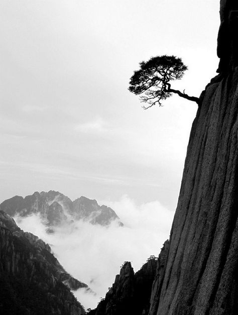 Yellow Mountain - pine tree on the Cliff Sunset Landscape Photography, Winter Landscape Photography, Mountain Landscape Photography, Huangshan, Ireland Landscape, Modern Landscape Design, Landscape Edging, Printable Images, Landscape Background