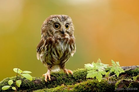 The Miniature Northern Saw-whet Owl