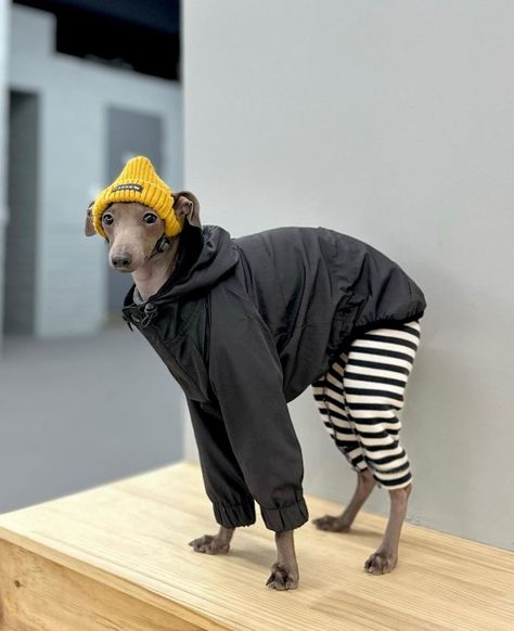 Italian Greyhound Outfits, Doggie Outfits, Italian Greyhound Clothes, Italian Greyhound Dog, Pet Ducks, Dog Clothes Diy, Dog Winter Clothes, Whippet Dog, Snoop Dog