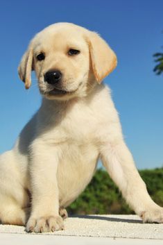 Labrador Puppy Training, Golden Labrador Puppies, Cute Labrador Puppies, Labrador Retriever Facts, Yellow Labrador Puppy, Labrador Retriever Training, Golden Lab, Yellow Lab Puppies, Chocolate Labrador Retriever