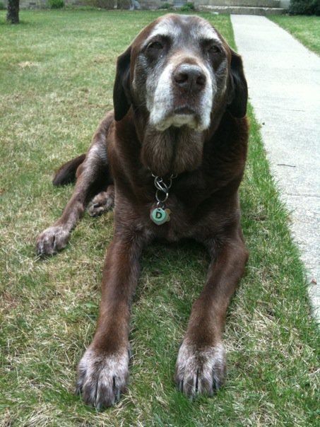 Pick a dog breed that looks cute old! Old Dog Aesthetic, Elderly Dogs, Short Dog, Blue Feathers, Old Dog, Senior Dogs, Silly Dogs, Sweet Dogs, Old Dogs