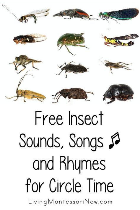 Free insect sound videos along with insect song videos and insect songs and fingerplays with lyrics; perfect for identifying insect sounds; insect songs and rhymes for circle time for classroom or homeschool - Living Montessori Now Crawling Insects Preschool, Bug Songs For Toddlers, Bug Life Cycle Preschool, Insect Unit Preschool, Insect Study Creative Curriculum, Insect Activities Preschool, Insect Songs, Preschool Insect Activities, Insects Prek