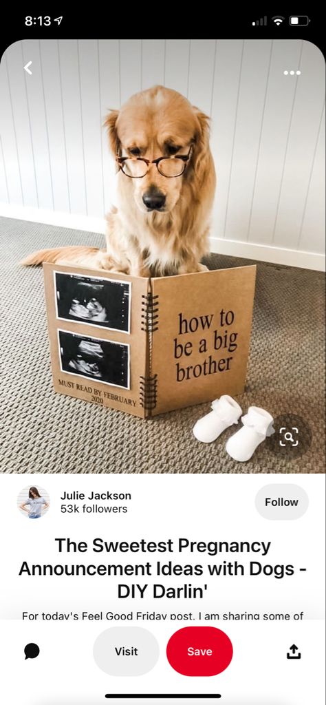 Dog Baby Announcement, Big Brother Announcement, Dog Pregnancy Announcement, Cute Pregnancy Announcement, Pregnant Dog, Pregnancy Announcement Photos, Baby Room Neutral, Dog Business, Baby Arrival