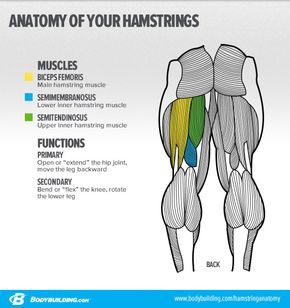 Bodybuilding.com - 3 Essential Moves For Powerhouse Hamstrings Body Muscle Anatomy, Leg Anatomy, Hamstring Muscles, Human Body Anatomy, Muscular System, Muscle Anatomy, Human Anatomy And Physiology, Medical Anatomy, Anatomy For Artists