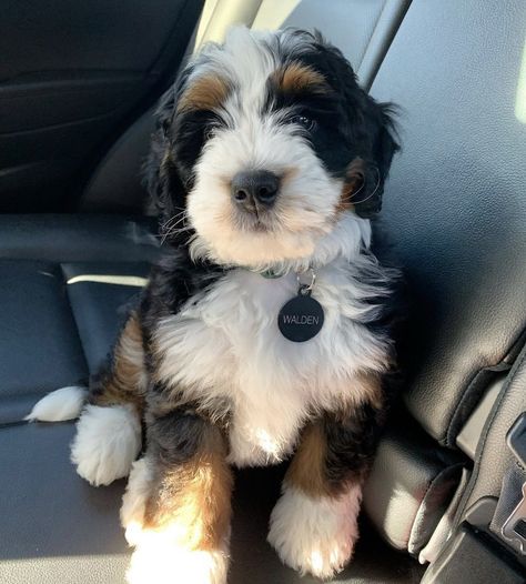 Micro Mini Bernedoodle Full Grown, Bernedoodle Aesthetic, Mini Bernie Doodle, Micro Bernedoodle, Toy Bernedoodle, Mini Bernedoodle Full Grown, Aussiedoodle Mini, Bernadoodle Mini, Miniature Bernedoodle