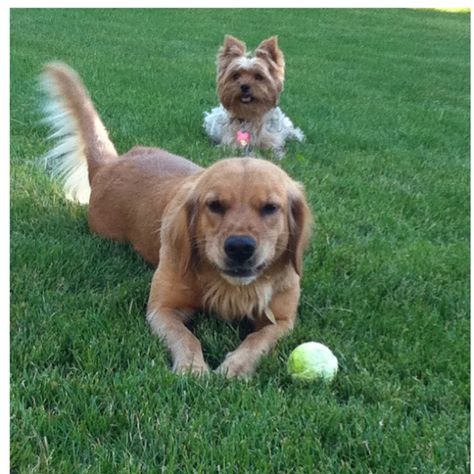 Bailey (Golden Retriever) & Daisy (Yorkie) Puppy Dogs, Amazing Animals, Future Baby, Van Life, Yorkie, Dogs And Puppies, Golden Retriever, Cute Dogs, Daisy