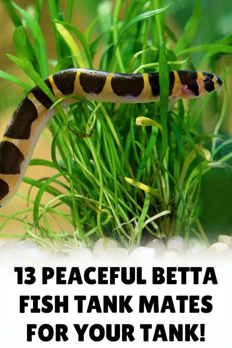 Dive into the fascinating world of betta fish companionship with our informative blog post on betta fish tank mates. Uncover which fish are the most compatible with bettas and how to ensure a successful cohabitation. Visit our blog to explore and enhance your aquarium experience! Fish Compatible With Betta, Betta Fish Tank 10 Gallon, Beta Tank Mates, 8 Gallon Fish Tank Ideas, How To Set Up A Fish Tank, Koi Betta Fish Tank, Betta Fish Terrarium, Betta Fish Setup, Koi Fish Aquarium Indoor