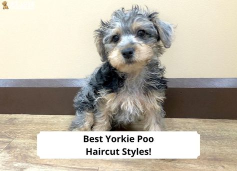 Yorker Poo Haircut, Yorkie Poo Haircut Styles, Yorkiepoo Haircut Styles, Yorkipoo Haircut Styles, Haircut Styles 2023, Yorkipoo Haircut, Yorkiepoo Haircuts, Yorkie Poo Full Grown, Yorkie Poo Haircut