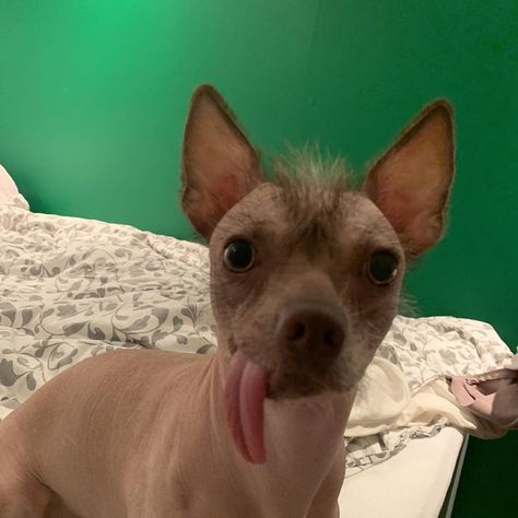 Chiuaua Dog, Hairless Chihuahua, Daisy Randone, Hairless Animals, Hairless Dogs, Hairless Dog, Cartoon Profile, Chinese Crested, Silly Animals