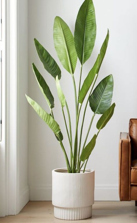 Big Indoor Plants, Living Room Plants, Garden Indoor, Floor Plants, Big Plants, Plant Decor Indoor, Bedroom Plants, Interior Plants, Office Plants