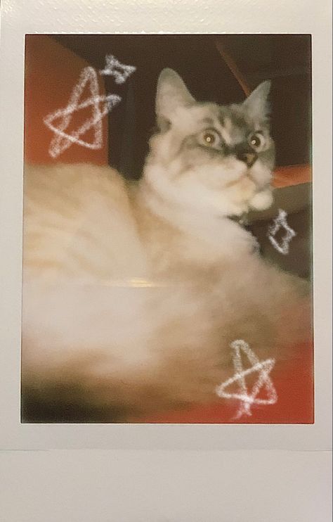 cat polaroid ^_^ Cat Polaroid Pictures, Poloroid Aesthetic Pic, Cat Polaroid, Aesthetic Polaroid Pictures, Alex G Summer, If I Won The Lottery, I Won The Lottery, Cat Prints, Won The Lottery