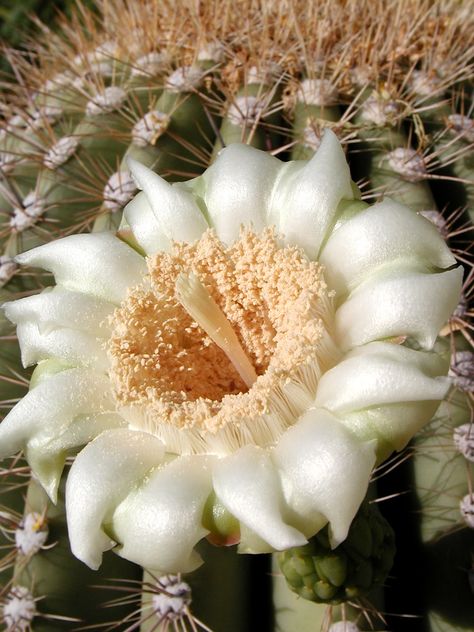 Saguaro Blossom, Cactus Blossoms, Acrylic Art, Cactus, Blossom, Flowers, Quick Saves, Art