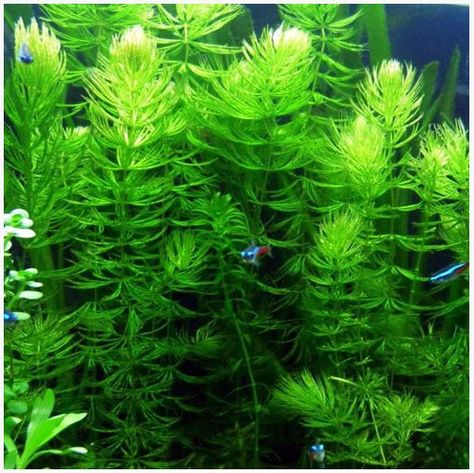 Mini Aquarium, Live Aquarium Plants, Sloped Backyard, Aquatic Plant, Fish Tank Plants, Live Aquarium, Floating Plants, Aquarium Plants, Pond Plants