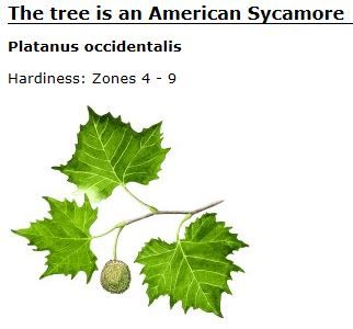 American Sycamore leaves and fruit. American Sycamore Tree, Sycamore Leaves, Tree Activities, Sycamore Leaf, Bathroom Mural, Leaf Tattoo, Sycamore Tree, Tree Leaves, Leaf Tattoos