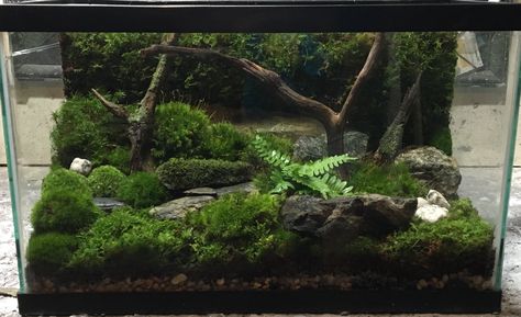 10 gallon terrarium 5 Gallon Terrarium Ideas, 10 Gallon Paludarium, 10 Gallon Terrarium Ideas, Millipede Terrarium, 10 Gallon Terrarium, Small Vivarium, African Millipede, Vivarium Ideas, Terrarium Inspiration