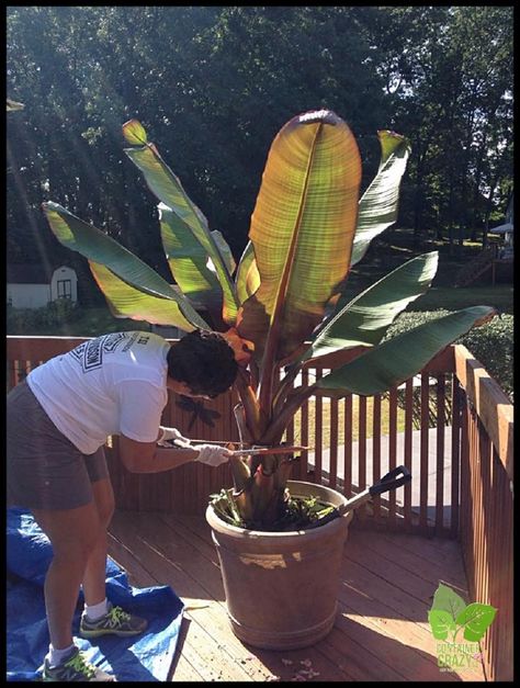 Banana Plant In Pot, Banana Plant Indoor, Banana Varieties, Red Banana Plant, Red Banana Tree, Banana Plant Care, Growing Bananas, Grow Banana Tree, Winter Flowers Garden