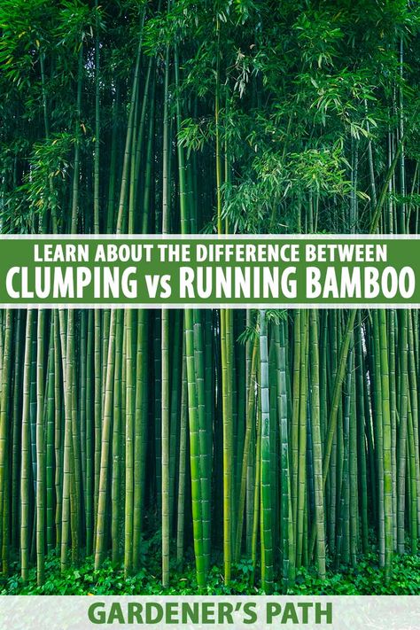 Clumping bamboo and running bamboo behave very differently from each other, and both have their pros and cons for use in the landscape. Learn the notable characteristics of each bamboo type, their upsides and downsides, and where to put each in your landscape now on Gardener's Path. #bamboo #gardening #gardenerspath Clumping Bamboo Landscaping, How To Grow Bamboo Outdoors, Bamboo Pathway, Bamboo Screening Plants, Bamboo Privacy Hedge, Bamboo Landscaping, Non Invasive Bamboo, Rock Wall Landscape, Garden Remodel