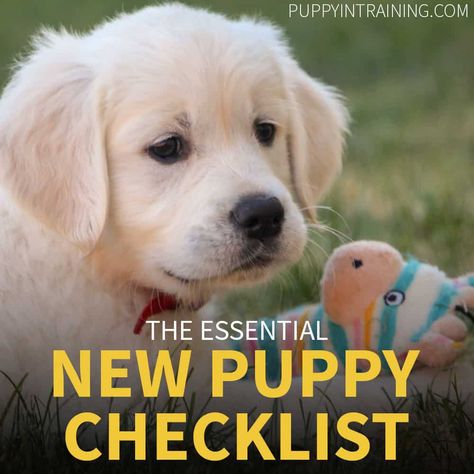 I'm getting a new puppy. Do you have a new puppy checklist? Those are the exact words I asked the pet store employee before I got my first puppy, Linus. Getting A New Puppy, First Puppy, New Puppy Checklist, Puppy Checklist, Chien Golden Retriever, Puppy Time, Puppy Blanket, Puppy Snuggles, Puppy Biting