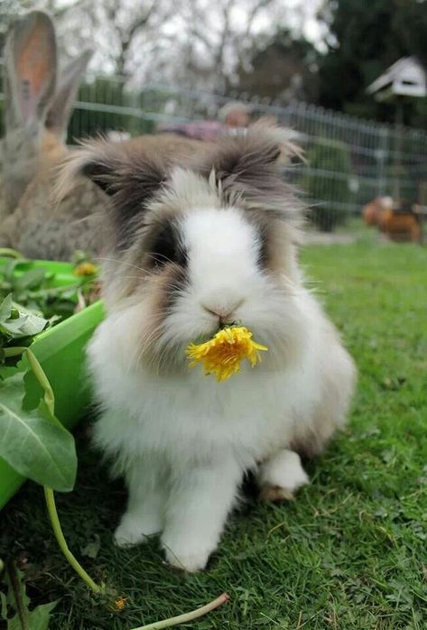 Lionhead rabbit eats a dandelion Lionhead Bunny, Lionhead Rabbit, Lovely Pic, Fluffy Rabbit, Rabbit Eating, Fluffy Bunny, Pet Bunny, Bunny Pictures