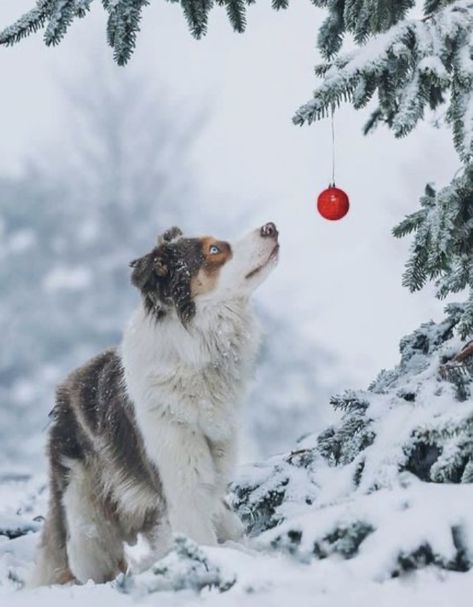 Dog Photography Winter, Pet Christmas Pictures, Holiday Pet Photography, Christmas Dog Photography, Pet Photography Poses, Dog Christmas Photos, Pet Portraits Photography, Winter Christmas Scenes, Puppy Photography